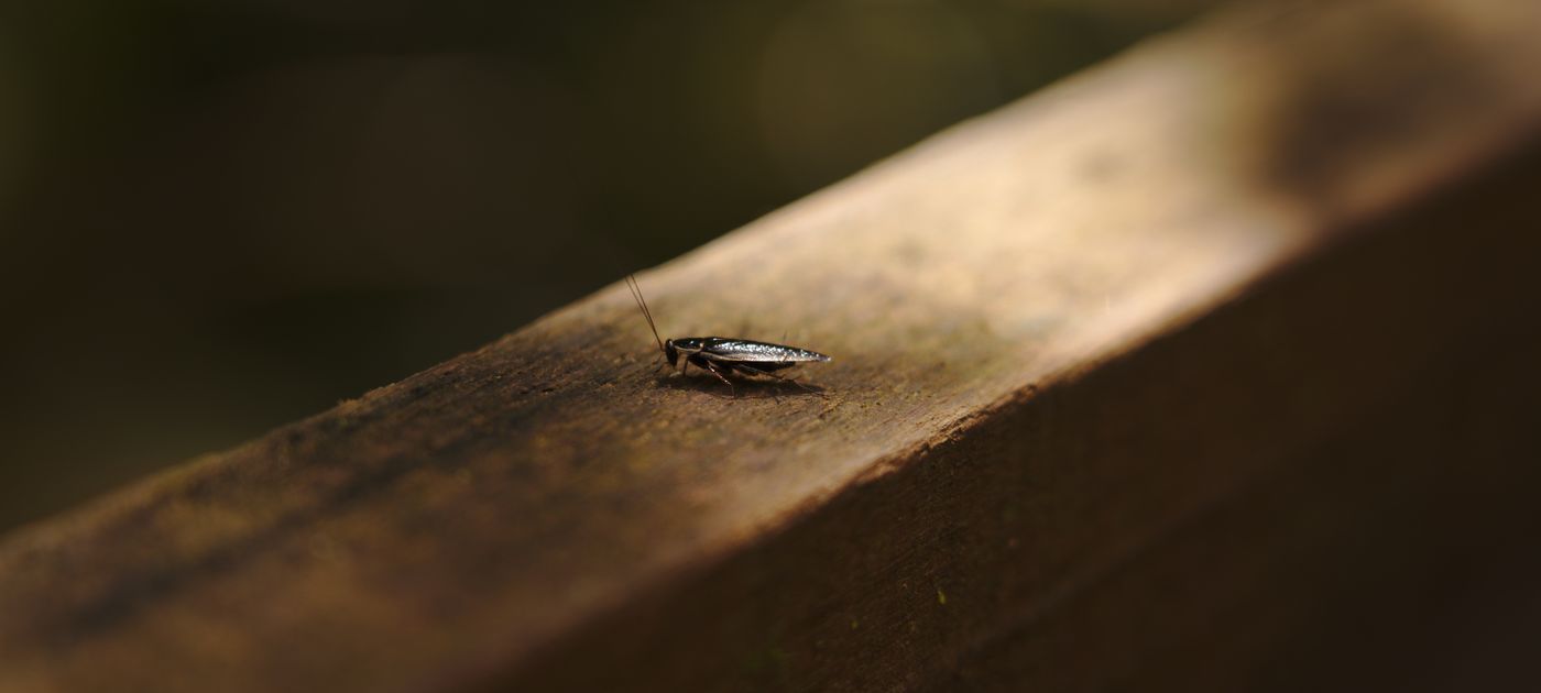 A cockroach on a dark wooden surface — the kind of hidden harbourage a technician tracks down during an inspection