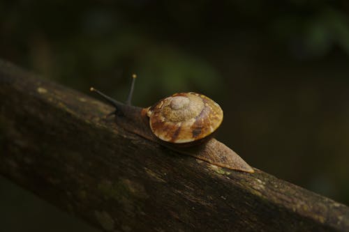 Free A Snail Crawling on a Wooden Surface Stock Photo