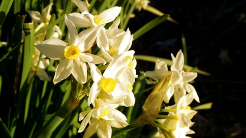 Free Narcissus bloom quietly in the spring field Stock Photo