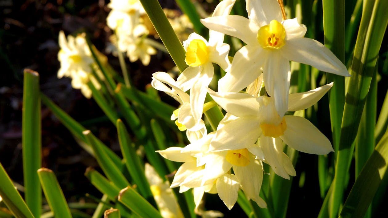 Free Narcissuses bloom quietly in the spring field Stock Photo