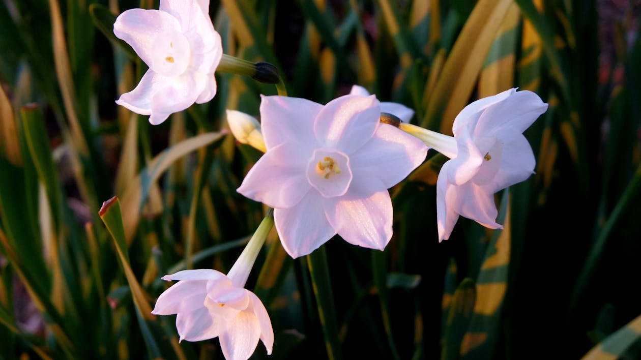Free Narcissuses bloom quietly in the field on a spring evening Stock Photo