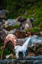 White Animal Skull on Gray Rock