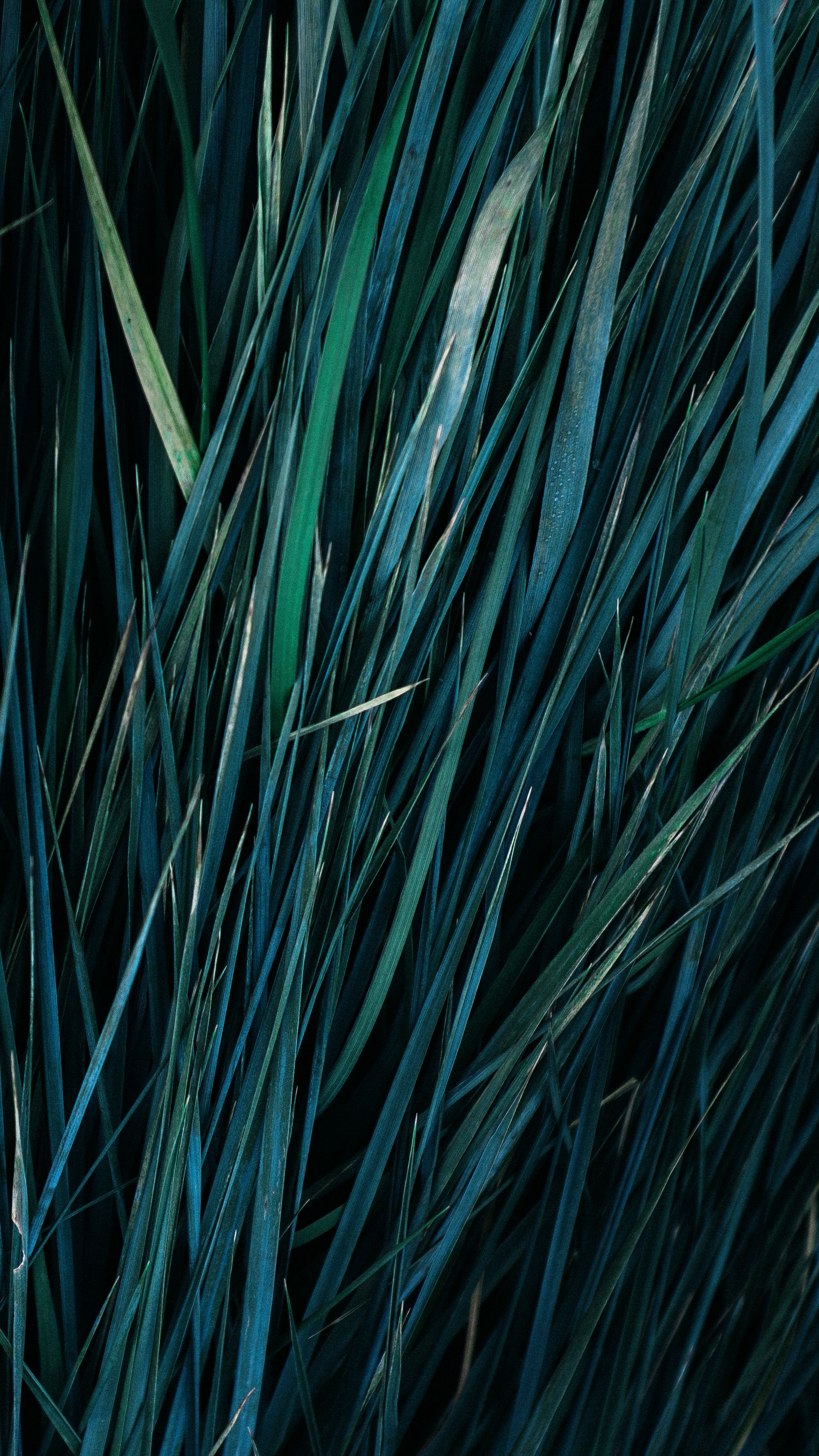 Fotomural Fotolia