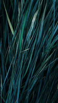 Close-up view of lush green grass blades, showcasing texture and depth.