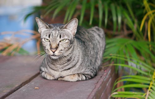 cat in Thailand