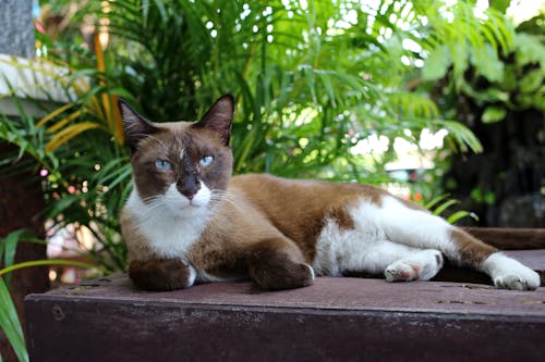 brown cat