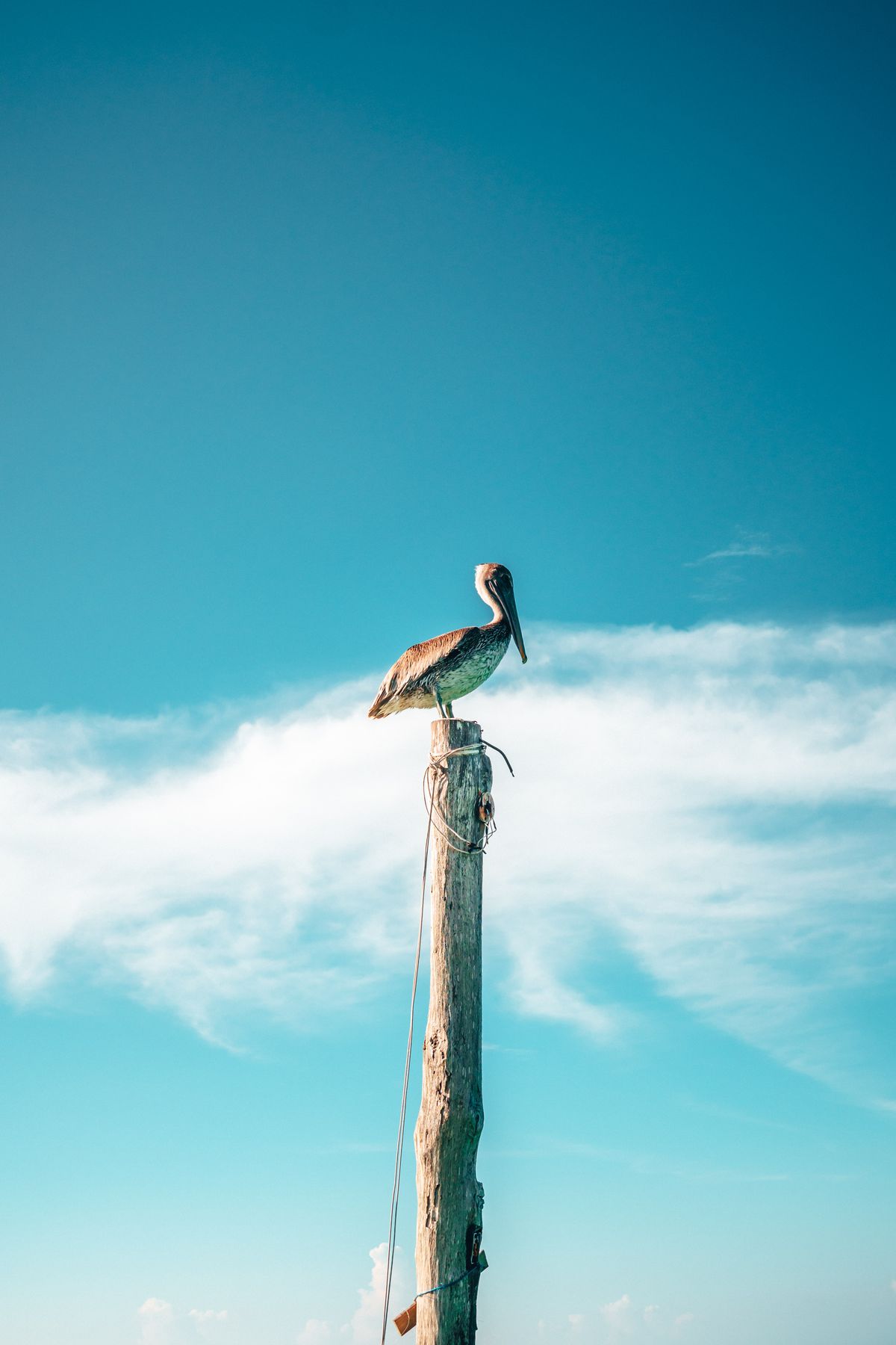 Brown pelican perched on a pole against a bright blue sky in Holbox, Mexico.