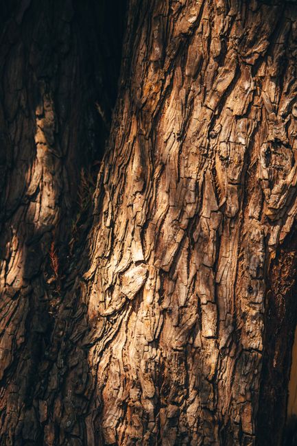 Detailed close-up of rugged tree bark with warm shadows and natural textures.