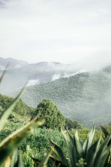 Serene misty mountain view with lush green foliage, capturing nature's tranquility.