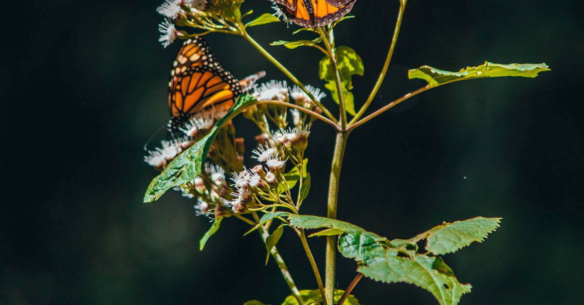 ¿Qué reglas ayudan a proteger los santuarios de la mariposa monarca durante la visita? ¿Qué reglas ayudan a proteger los santuarios de la mariposa monarca durante la visita?
