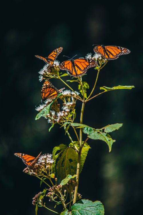 Free Monarch butterflies perched on vibrant green leaves among flowering plants in Michoacán, Mexico. Stock Photo