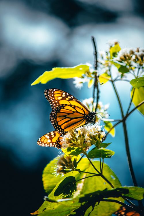 Free Monarch butterfly perched on a flower, showcasing vibrant colors and natural beauty in México. Stock Photo
