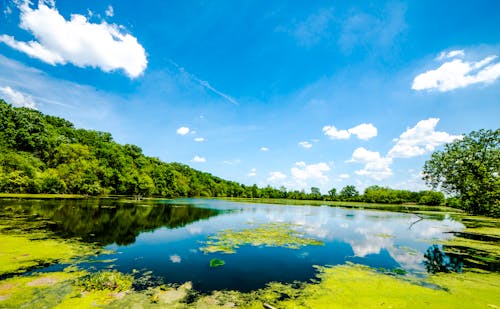 Landscape Photography of Body of Water Near Trees