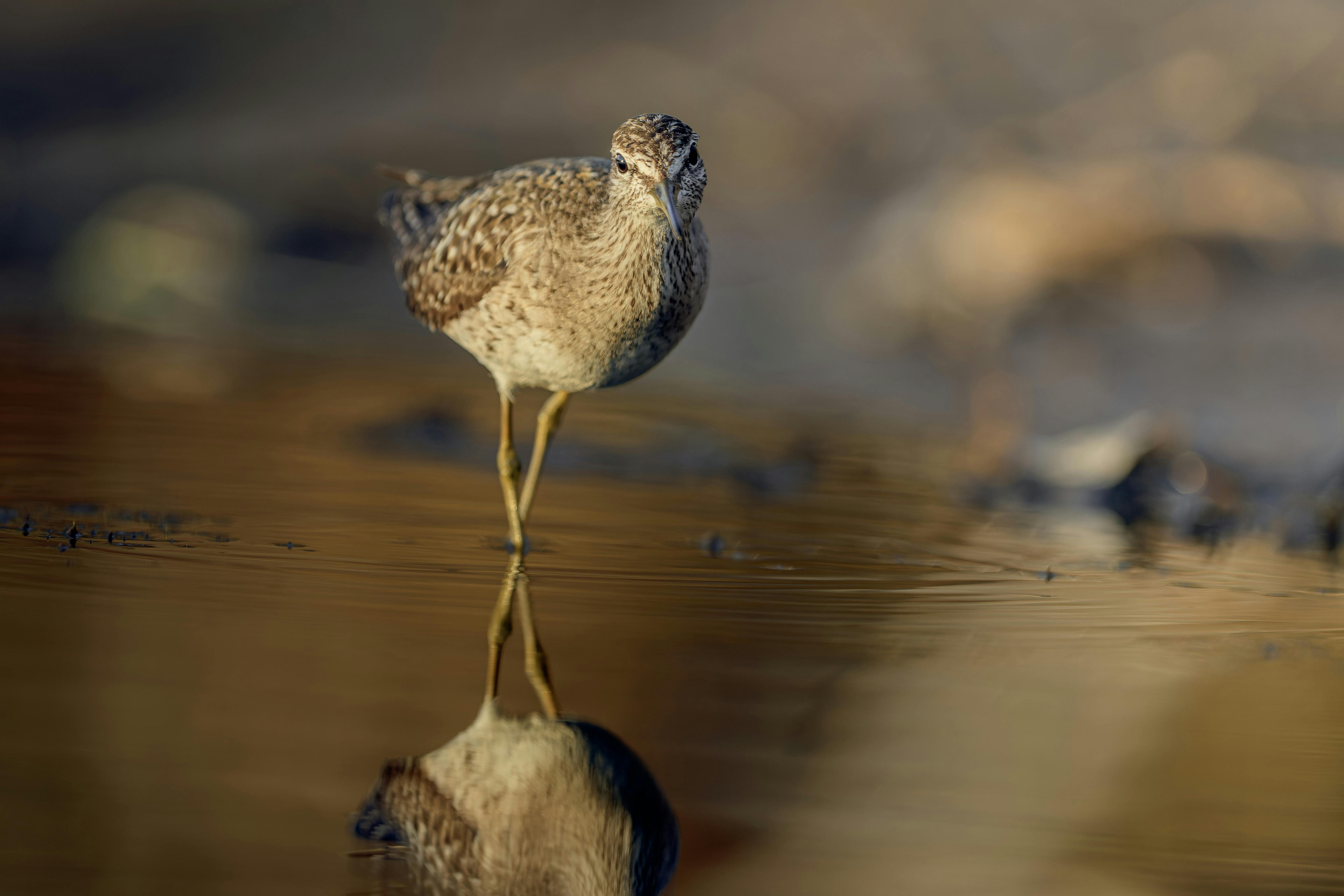 Close-Up Shot of a Wood Sandpiper · Free Stock Photo