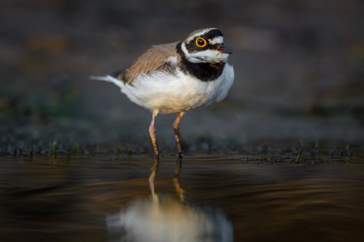 Close-Up Shot of a Little Ringed Plover