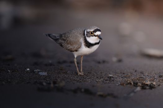 Close Up Photo of a Bird