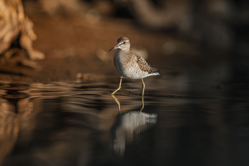 Photographie animalière au ras de l'eau Close-up of a wood sandpiper in shallow water reflecting its image.