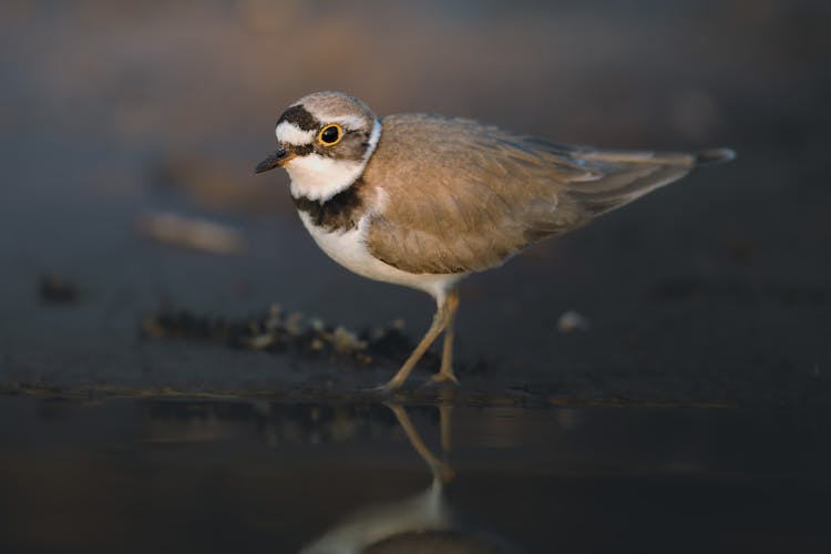 Little Ringed Plover Bird Standing On Water