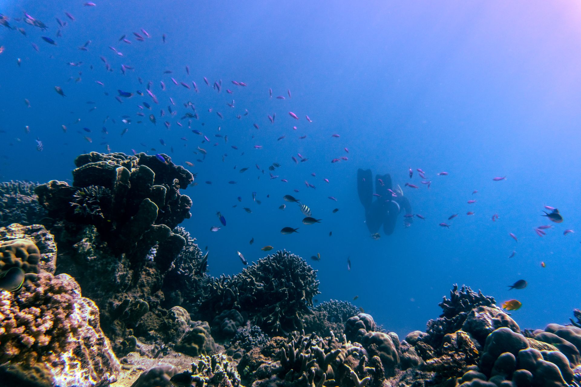 Underwater at Banda Besar Wall