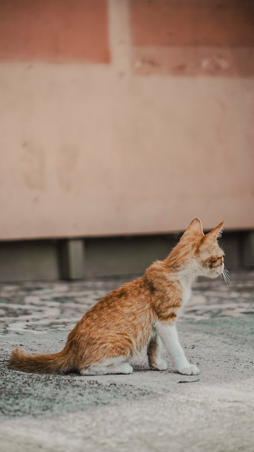 Orange and White Kitten on the Ground 