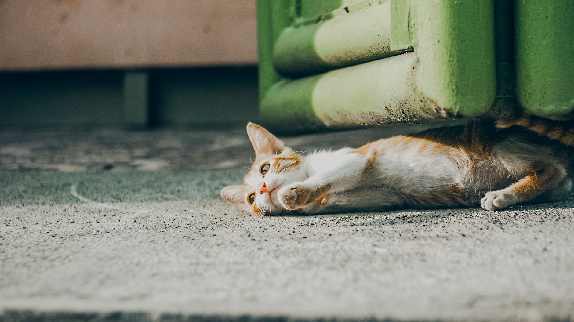 Healthcare and wellness consultation for a pet