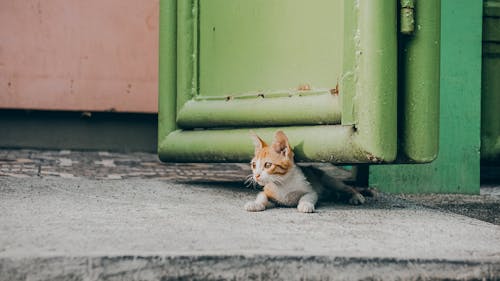 Close-Up Shot of an Orange Tabby Cat Lying on the Floor