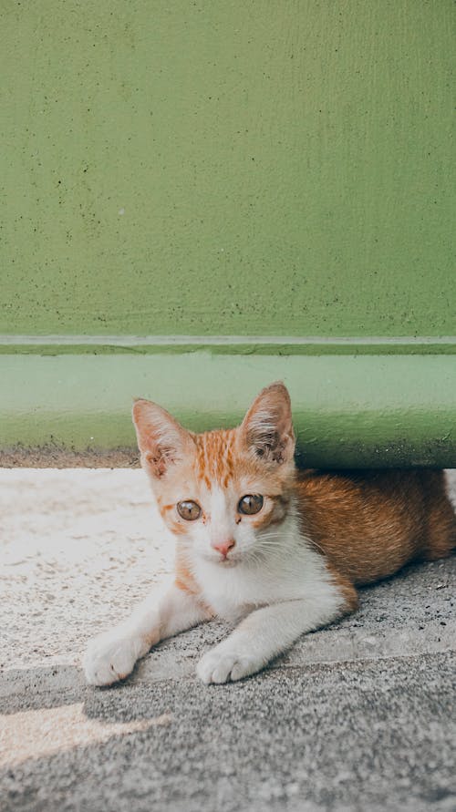 Gratis lagerfoto af betonoverflade, dyr, kat Lagerfoto