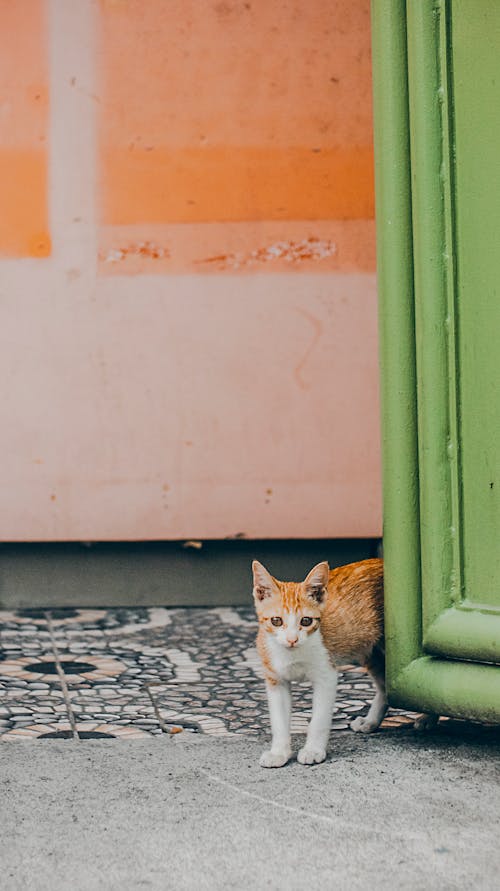 Orange and White Kitten Near a Green Door