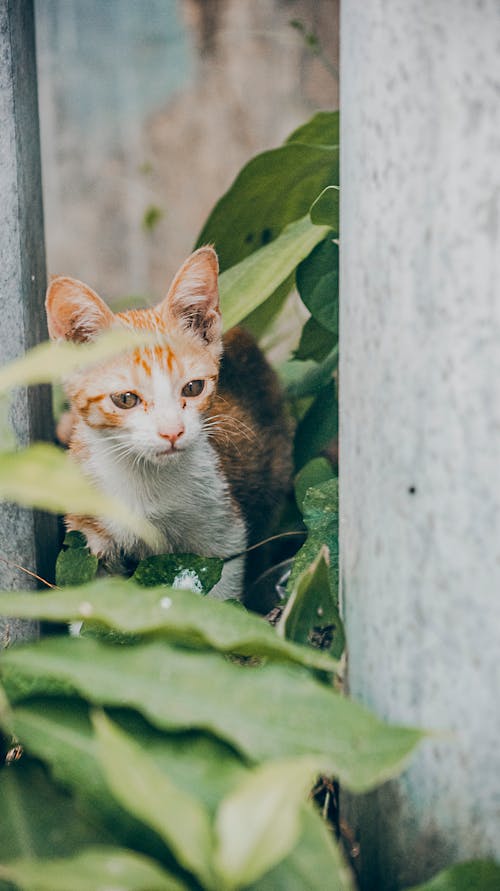 Orange and White Kitten Near Green Leaves