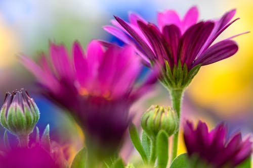 Macro Shot of Purple Flowers in Bloom