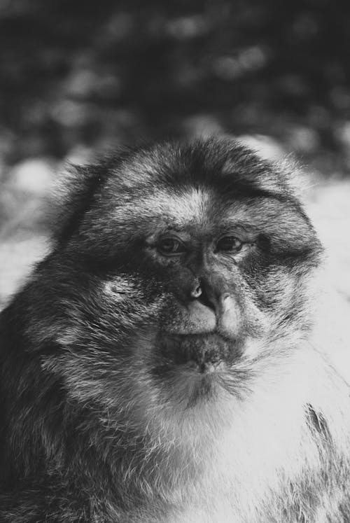 Grayscale Portrait of a Monkey