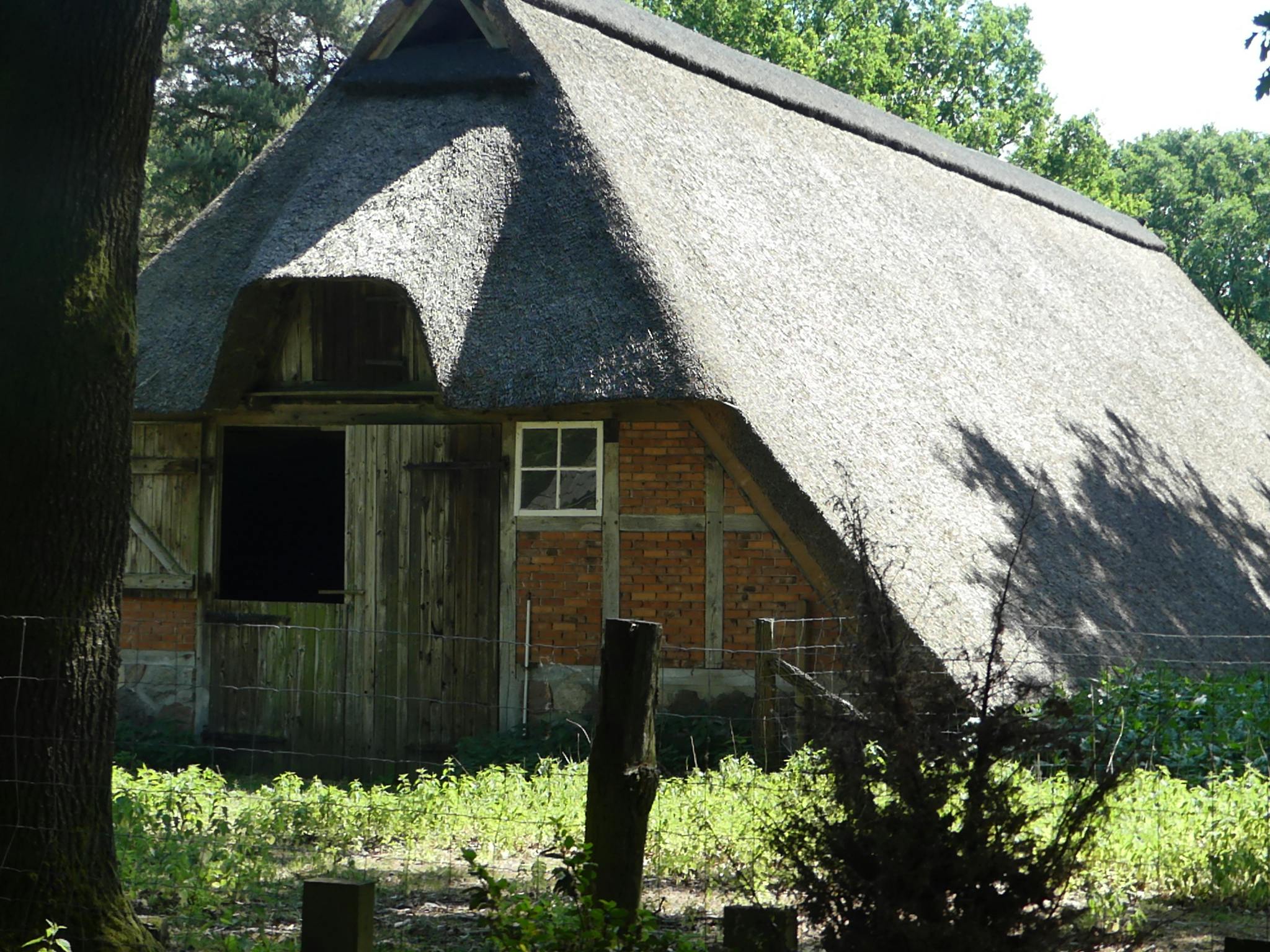 Free stock photo of beagle