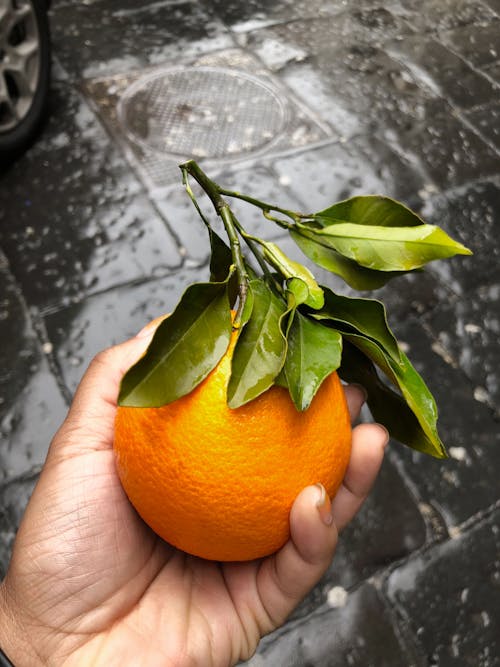 オレンジ色の果物を持っている人の手