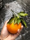 Free Mano Della Persona Che Tiene Frutta Arancione Stock Photo