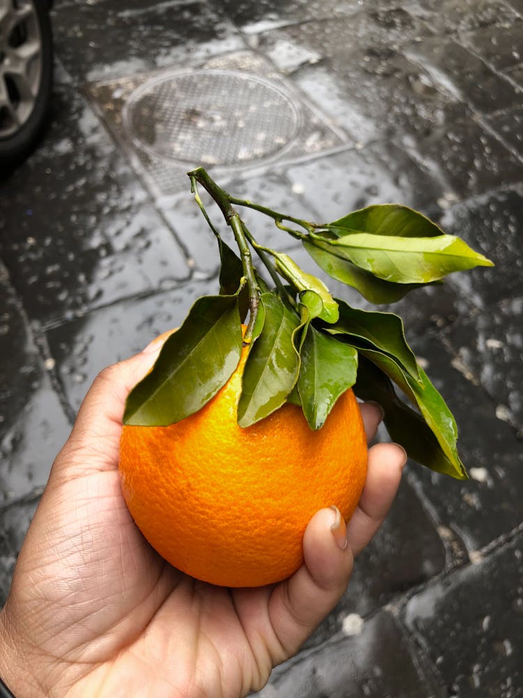 Person's Hand Holding Orange Fruit