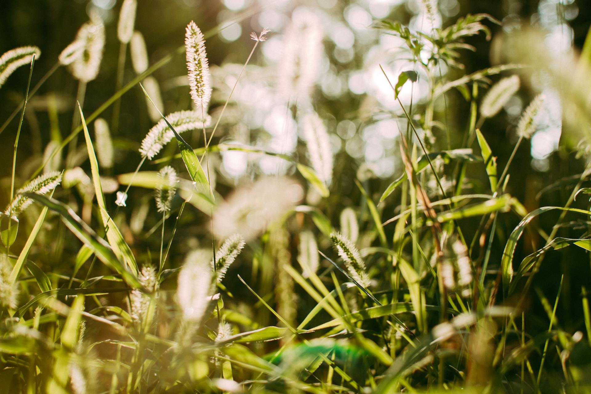 Sunlit wild grasses sway gently in a lush green meadow, capturing the essence of nature.