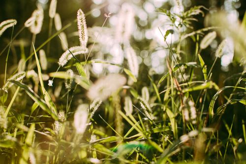 Free Sunlit wild grasses sway gently in a lush green meadow, capturing the essence of nature. Stock Photo