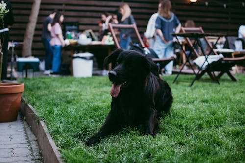 Black Labrador Retriever Lying Down on Green Grass 