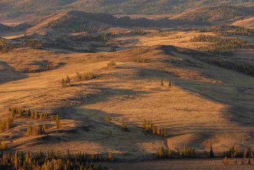 Free Breathtaking aerial view of Altai's rolling hills and forests in autumn, bathed in golden sunlight. Stock Photo
