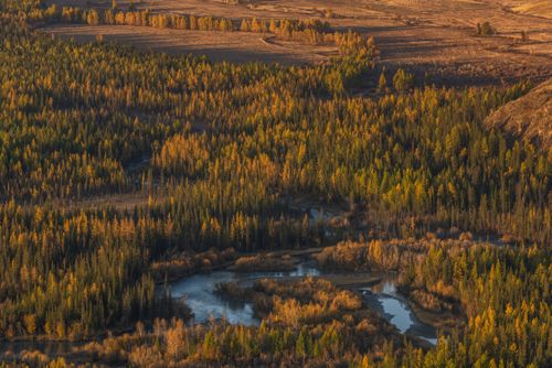 Free Aerial view of vibrant autumn trees in the Altai Mountains, Russia. Stock Photo