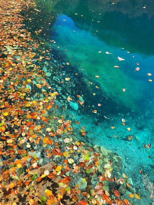 Free Dried Leaves near a Body of Water Stock Photo