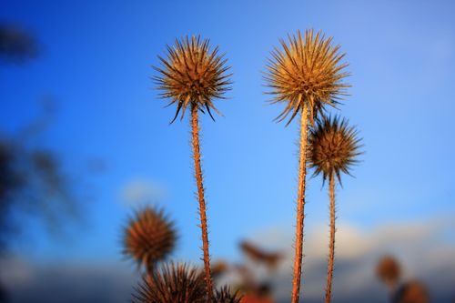 Free Close-up of dried thistle flowers with a bright blue sky backdrop, showcasing nature's beauty. Stock Photo