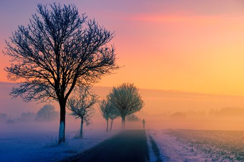 Free A tranquil winter morning with fog enveloping a rural road lined by bare trees at sunrise. Stock Photo