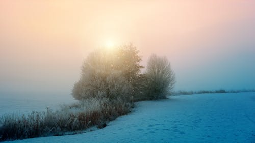 Imagine de stoc gratuită din arbore, cețos, congelat