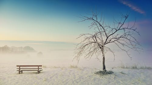 枯树在雪地上的长凳附近的照片