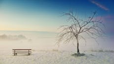 冬日宁静，雾中长凳旁，一棵树挂满寒霜