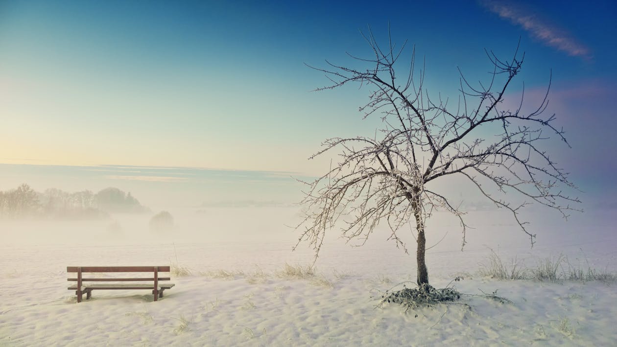 Photo of Withered Tree Near Bench on Snow