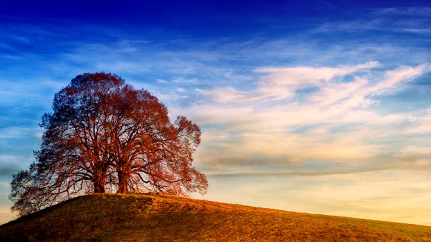 A single tree stands on a hill under a vibrant blue and orange sky during sunset.
