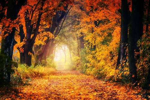 Безкоштовне стокове фото на тему «восени листя фону, дерева, дорога»