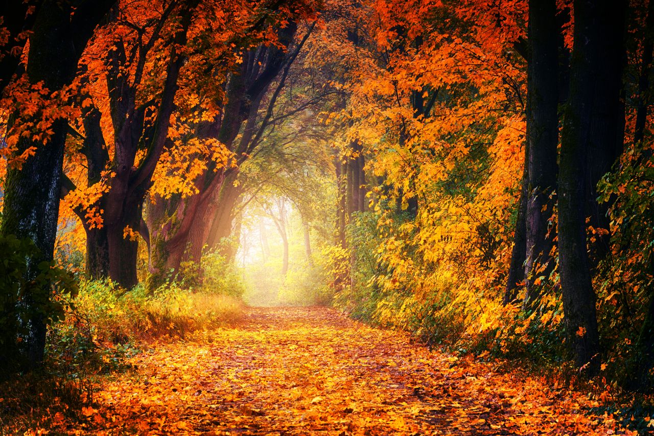 a scenic autumn pathway surrounded by vibrant fall foliage creating a